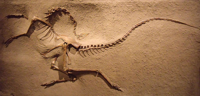 dinosaur death pose by a Struthiomimus (ornithomimosaur)